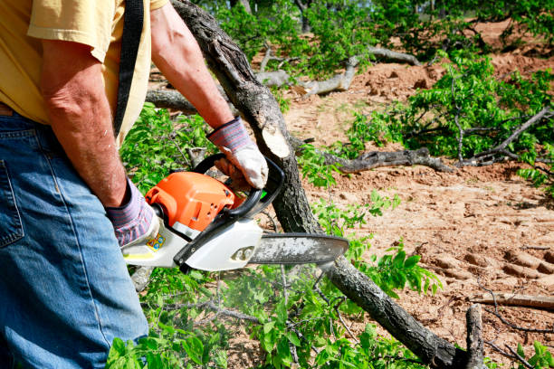 Best Commercial Tree Services  in San Diego Country Estates, CA